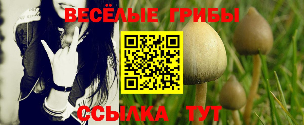Галлюциногенные грибы Magic Shrooms  Вход с VPN  где купить   Камышин 